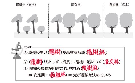 陽樹林 陰樹林|生物基礎：遷移の分類、一次遷移(裸地～陰樹林)の過程 